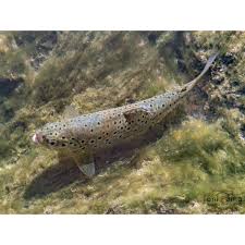 Image result for Salmo macrostigma