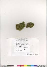 Attēlu rezultāti vaicājumam “Philonotis marchica macro”