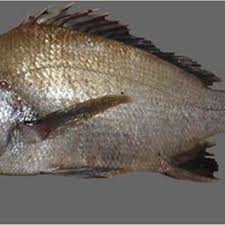 Image result for Pomadasys commersonnii