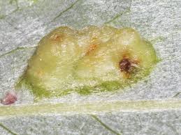 Attēlu rezultāti vaicājumam “Pontania proxima”