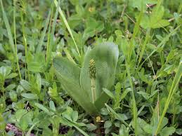 Attēlu rezultāti vaicājumam “Listera ovata flower”