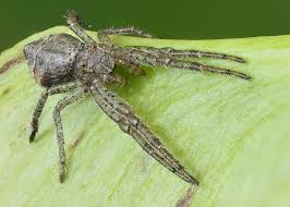 Attēlu rezultāti vaicājumam “Thomisidae”