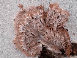 Attēlu rezultāti vaicājumam “Sporophagomyces chrysostomus”