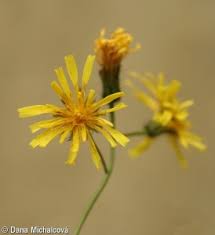 Attēlu rezultāti vaicājumam “Crepis paludosa fruit”