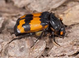 Attēlu rezultāti vaicājumam “Nicrophorus investigator”