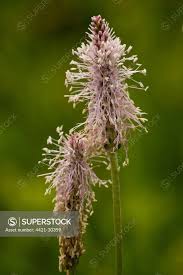 Attēlu rezultāti vaicājumam “Plantago media flower”