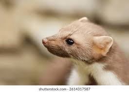 Attēlu rezultāti vaicājumam “Martes foina”