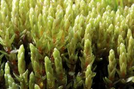 Attēlu rezultāti vaicājumam “Bryum schleicheri”