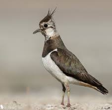 Attēlu rezultāti vaicājumam “Vanellus vanellus”