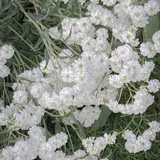 Attēlu rezultāti vaicājumam “Gypsophila paniculata leaf”