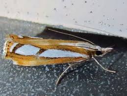 Attēlu rezultāti vaicājumam “Catoptria permutatellus”