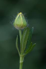 Attēlu rezultāti vaicājumam “Ranunculus lanuginosus bud”