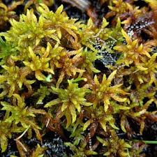Attēlu rezultāti vaicājumam “Sphagnum squarrosum”