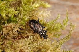 Attēlu rezultāti vaicājumam “Loricera pilicornis”