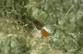 Attēlu rezultāti vaicājumam “Chrysopa eggs”