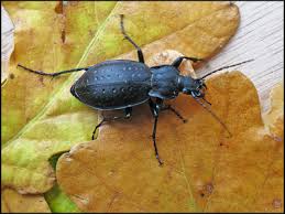 Attēlu rezultāti vaicājumam “Carabus hortensis”