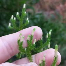 Attēlu rezultāti vaicājumam “Lycopodium dubium”