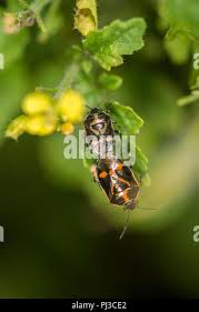 Attēlu rezultāti vaicājumam “Carpocoris sp. nymph”