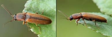 Attēlu rezultāti vaicājumam “Dalopius marginatus”