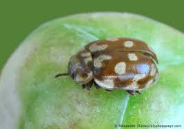 Attēlu rezultāti vaicājumam “Myrrha octodecimguttata”