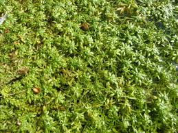 Attēlu rezultāti vaicājumam “Callitriche verna”