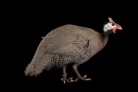 Attēlu rezultāti vaicājumam “Numida meleagris”