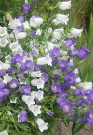 Image result for Campanula medium