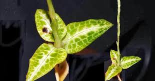 Attēlu rezultāti vaicājumam “Goodyera repens fruit”