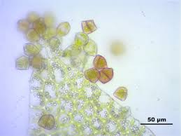 Attēlu rezultāti vaicājumam “Lophozia”