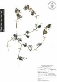 Attēlu rezultāti vaicājumam “Batrachium circinatum”