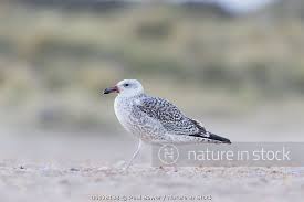 Attēlu rezultāti vaicājumam “Larus marinus”