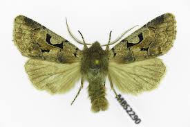 Attēlu rezultāti vaicājumam “Orthosia gothica”