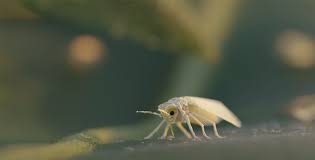 Attēlu rezultāti vaicājumam “Craterium minutum cf. var. brunneum spores”