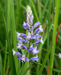 Attēlu rezultāti vaicājumam “Polygala vulgaris leaf”