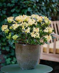 Attēlu rezultāti vaicājumam “Enkianthus chinensis flower”