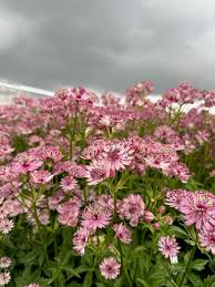 Attēlu rezultāti vaicājumam “Astrantia major flower”