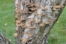 Attēlu rezultāti vaicājumam “Piptoporus betulinus”