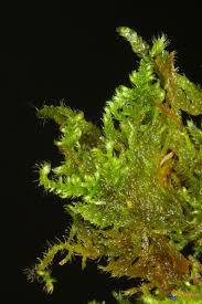 Attēlu rezultāti vaicājumam “Ctenidium molluscum”