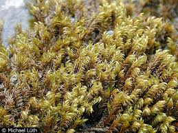 Attēlu rezultāti vaicājumam “Hygrohypnum luridum”