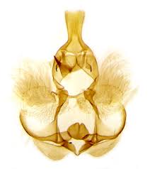 Attēlu rezultāti vaicājumam “Pandemis cinnamomeana female”