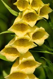 Image result for Digitalis grandiflora
