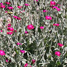 Image result for Lychnis coronaria
