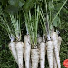 Attēlu rezultāti vaicājumam “Pastinaca sativa subsp. sylvestris”