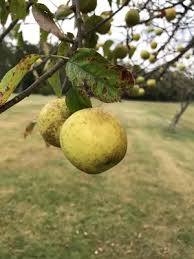 Attēlu rezultāti vaicājumam “Malus sylvestris”