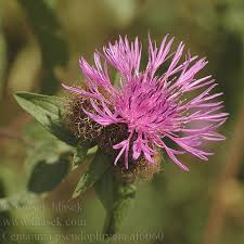 Image result for Centaurea pseudophrygia