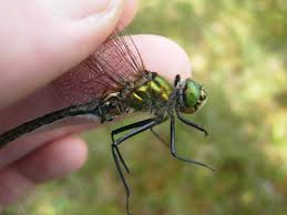 Attēlu rezultāti vaicājumam “Cordulia aenea”