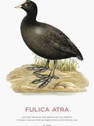 Attēlu rezultāti vaicājumam “Fulica atra”