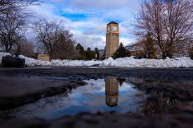 Attēlu rezultāti vaicājumam “Fuligo licentii young”