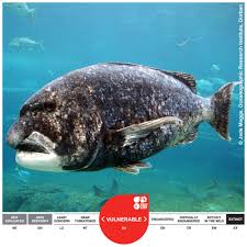 Image result for Cymatoceps nasutus