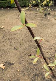 Attēlu rezultāti vaicājumam “Salix triandra fruit”